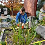 Uczennica zakłada skrzyniowy ogród deszczowy: wsypuje ziemię i sadzi rośliny