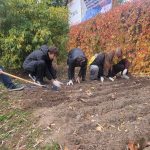 Pod budynkiem hospicjum grupa uczniów kuca i sadzi cebulki żonkili. Uczniowie są w żółtych koszulkach „Pola Nadziei”.